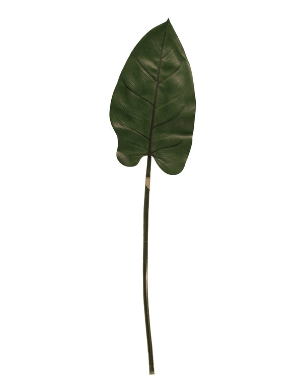 Arrowhead vine