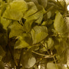 Ortensia stabilizzata