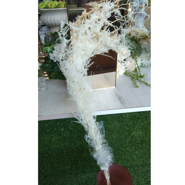 Asparagus plumoso
