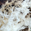 Asparagus plumoso