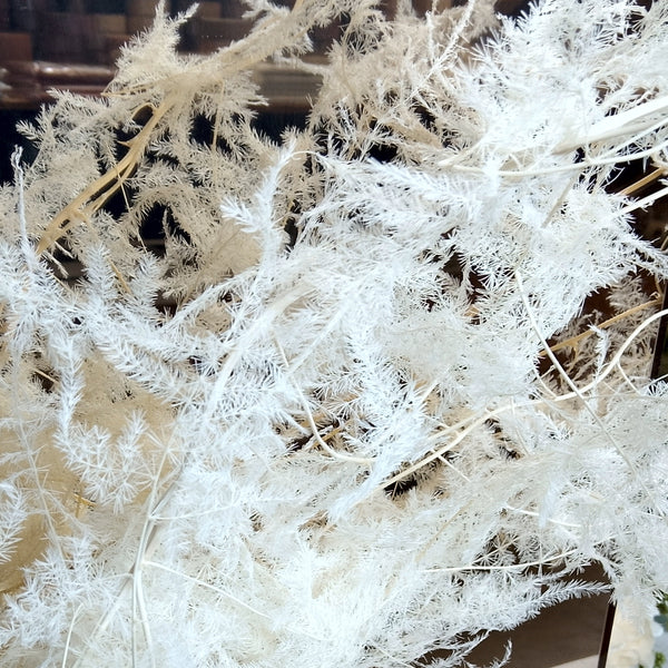 Asparagus plumoso