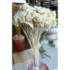 Achillea in mazzo
