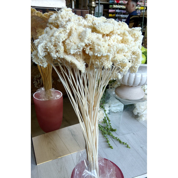 Achillea in mazzo