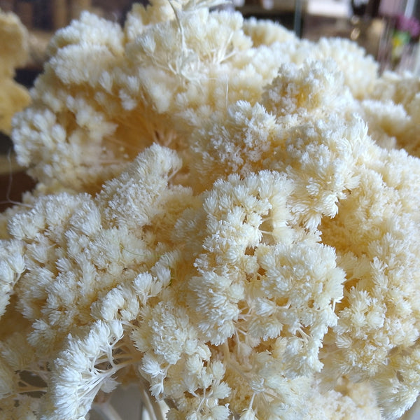 Achillea in mazzo
