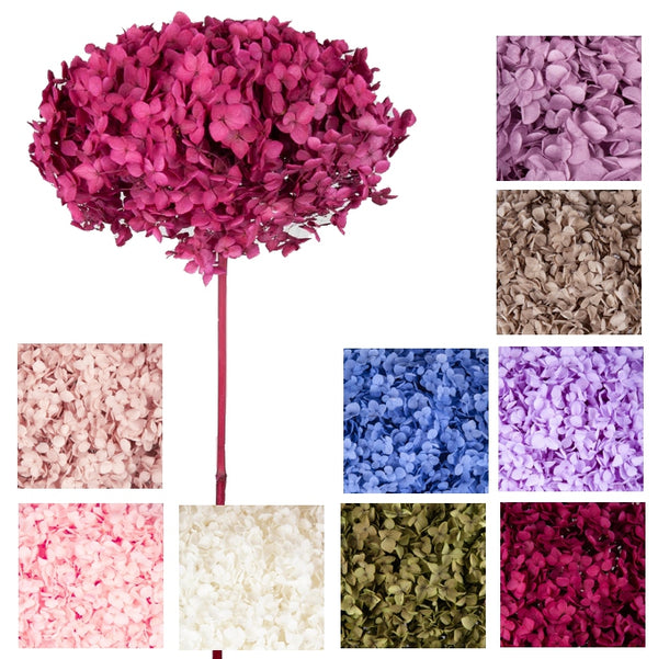 Ortensia Annabella stabilizzata