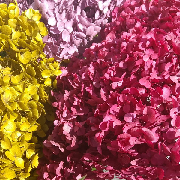 Ortensia Annabella stabilizzata