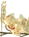 Cymbidium