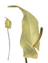 Anthurium