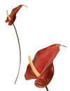 Anthurium