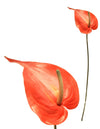 Anthurium