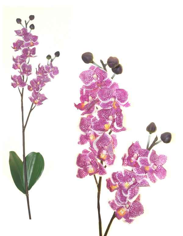 Mini Orchidea