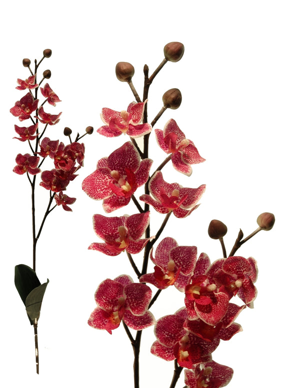 Mini Orchidea