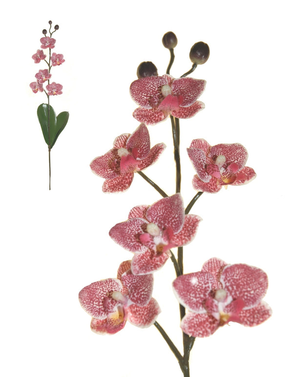 Mini Orchidea stelo