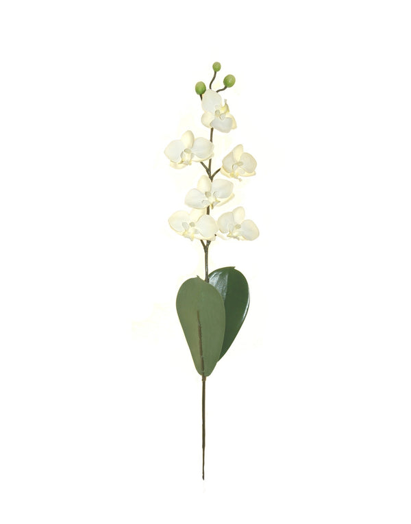 Mini Orchidea stelo