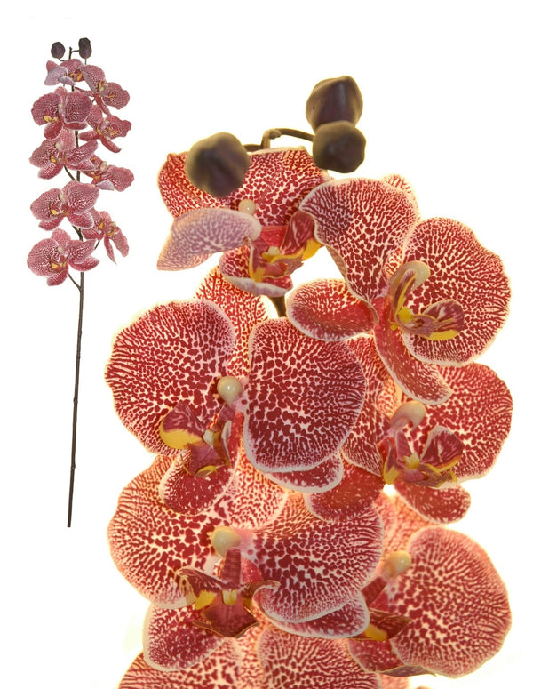 Orchidea gigante x9