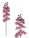 Orchidea gigante x9