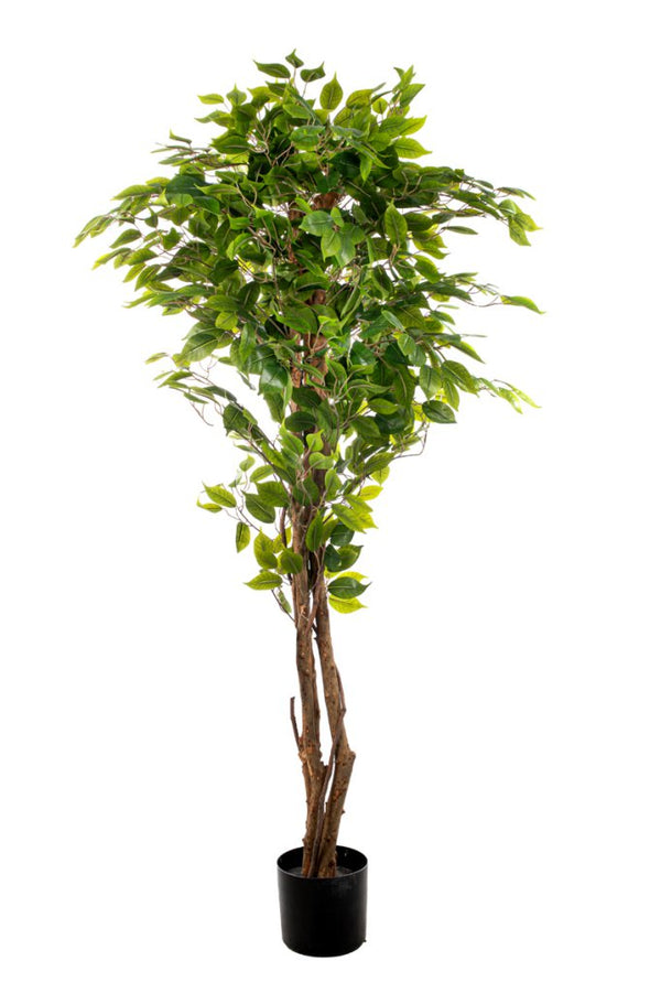 Ficus beniamino