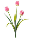 Tulipano x 3