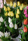 Tulipani con bulbo